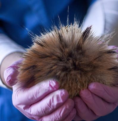 лекар помпон