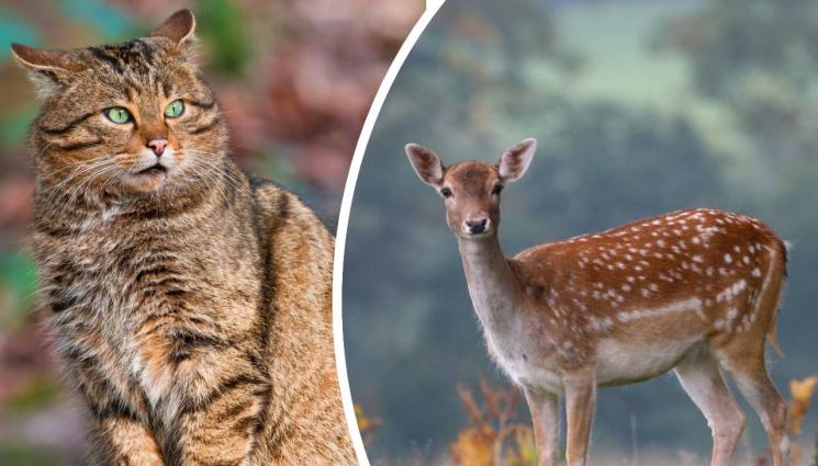 животни - И ЛОВЕЦ СЪМ, И РИБАР СЪМ: Българският дивеч – яли го чакали!