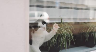 котка гледа през прозорец