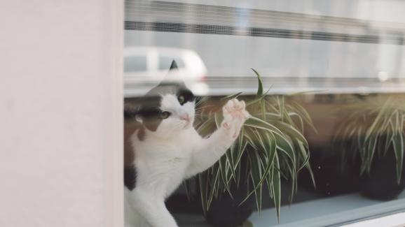 Могат ли котките да виждат през стъкло