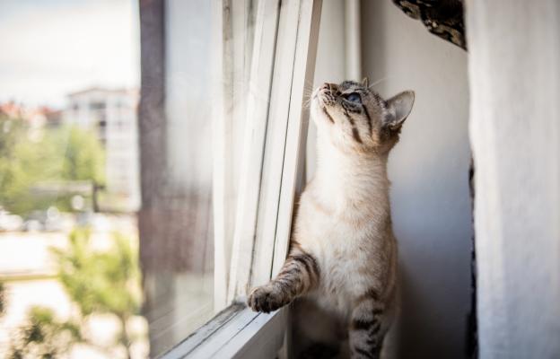 котка гледа през прозорец