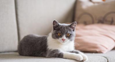 котка у дома