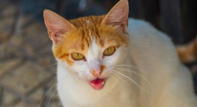 котка мърка