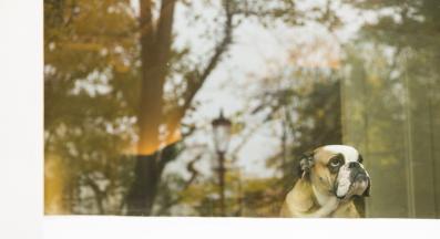 куче стъкло