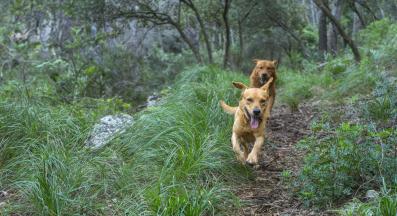 куче разходка