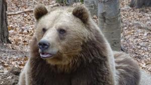 мечка мечок Теди парк Белица