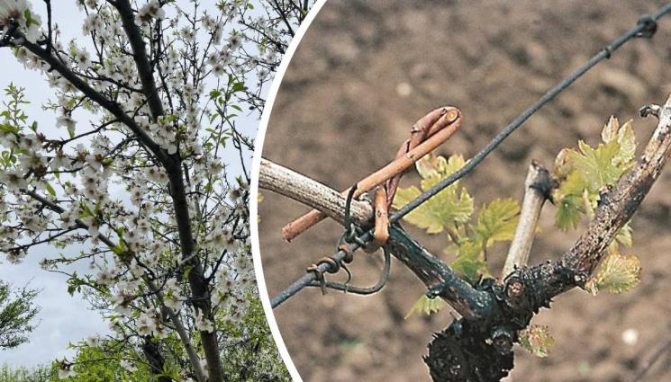 агро - Агро Телеграф: Пръскаме срещу брашнеста мана