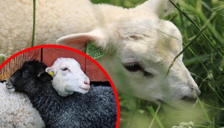 агънца - ЩЕ НИ ИЗГРИЗКАТ МРЪВКАТА ЗА ВЕЛИКДЕН: Гърците нападат агнешкото у нас!