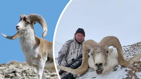 овенът марко