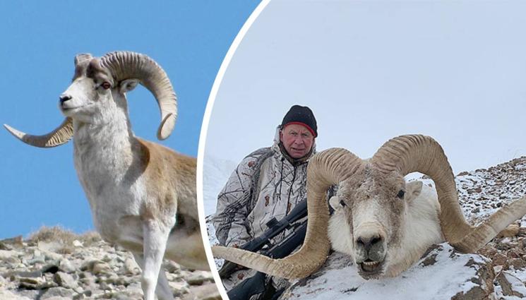 овенът марко - ЗЪЛ ГЕНИЙ: Аматьор генетик създава гигантска овца убиец!