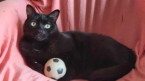 Черна котка