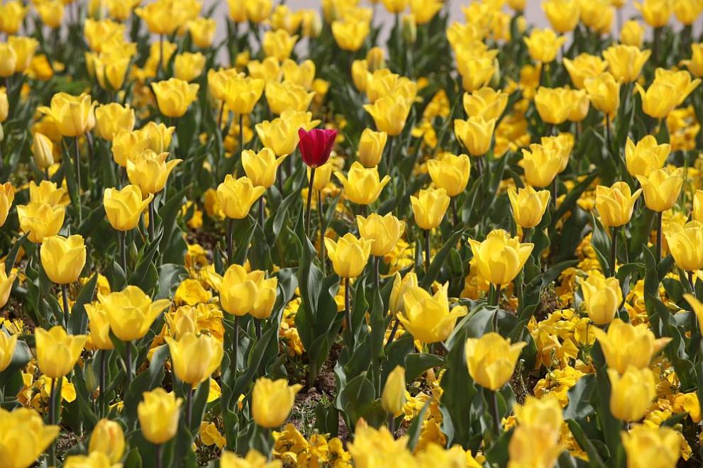 Днес ще бъде предимно слънчево. Около и следобед над планинските