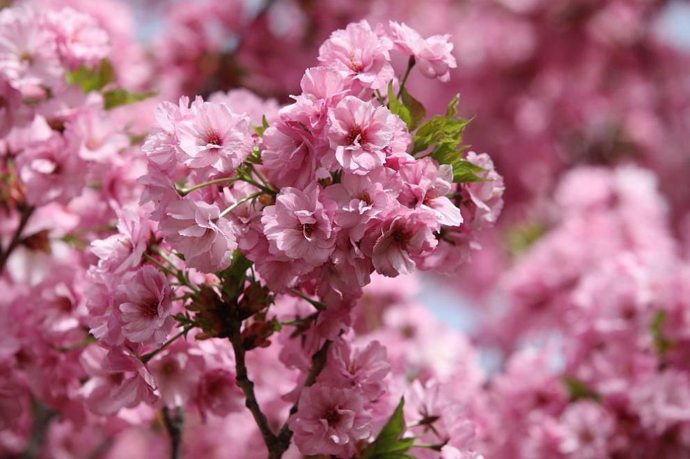 През деня ще е слънчево и топло. Ще духа до
