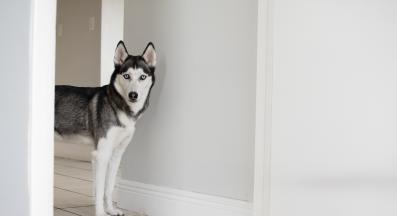 куче иска внимание