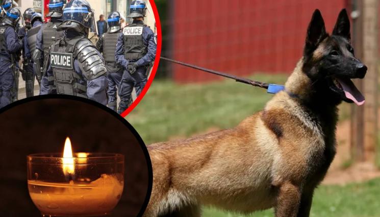 малиноа - ПОЛИЦИЯТА ТЪЖИ: Загина куче герой по време на служба! (СНИМКА)
