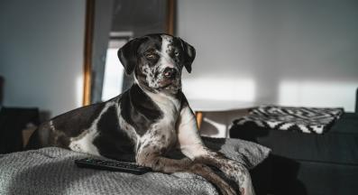 Леопардова Катахула