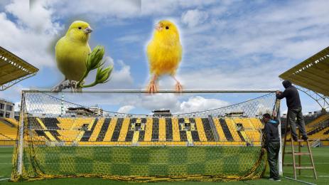 Фифти-фифти: Ботев Пловдив в уплах да не ги хванат за канарчета в реванша с ЦСКА