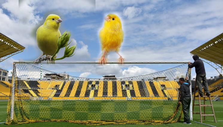 канарчета Колежа - С чужда пита помен правят: Общината взе Ботев Пловдив за