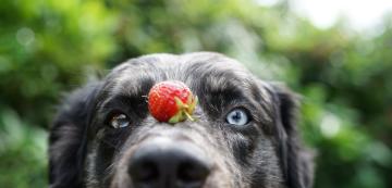 Могат ли кучетата да ядат ягоди?