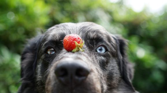 Могат ли кучетата да ядат ягоди?
