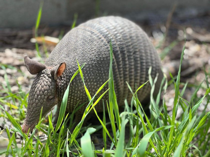 броненосци