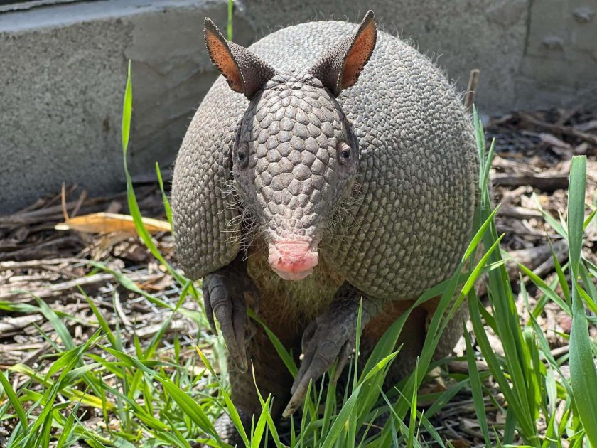 броненосци