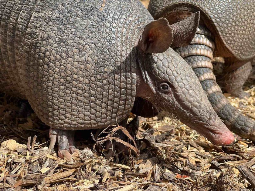 броненосци