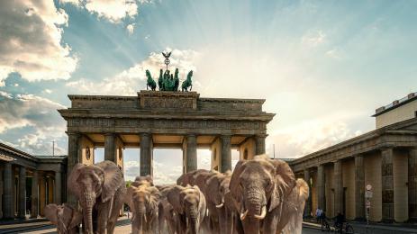 слонове берлин