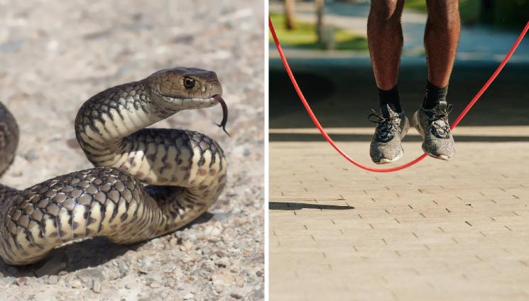 скачане въже змия - ЖЕСТОКА ГАВРА! Садисти скачат на въже със змия (СНИМКИ)