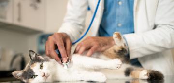 10 знака, че е време да заведете котката си на ветеринар