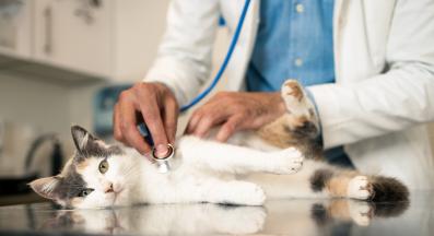 котка при ветеринар