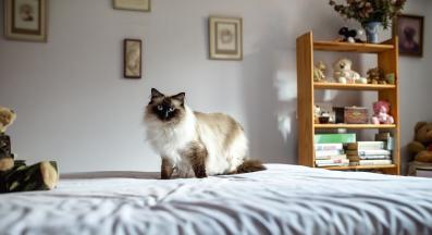 Хималайска котка