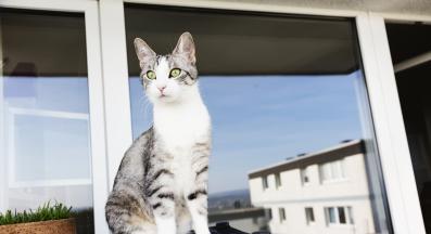 котка навън