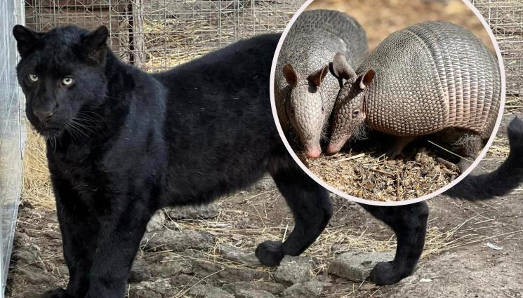 зоо - НА СВАТБА В ЗООПАРКА: Калил се жени за черната пантера Багира