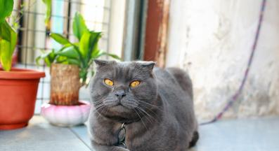 котка и лекарства