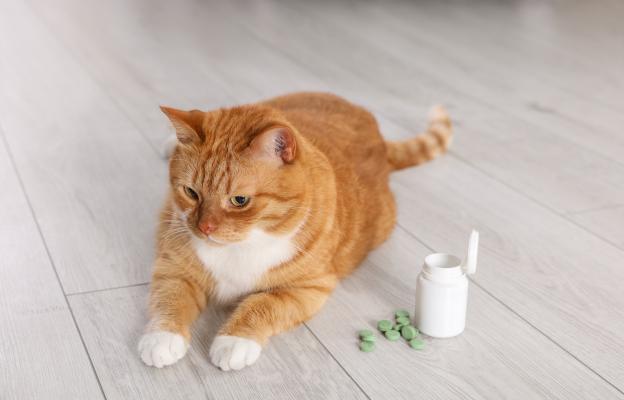 котка и лекарства