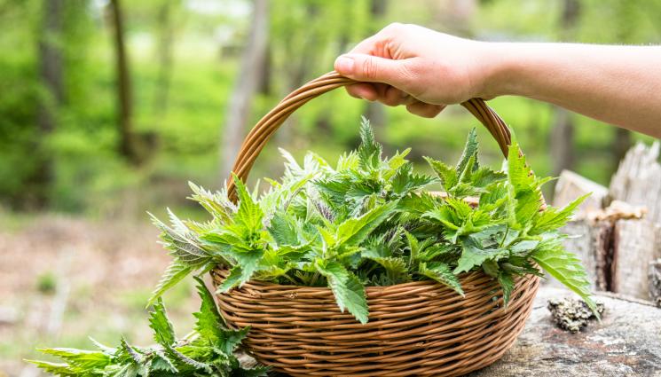 коприва - ЗЛАТНО ВРЕМЕ: Коприва и глухарче срещу пролетна умора!