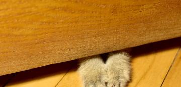 Защо котките обичат да играят под вратата?