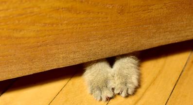 котка до врата