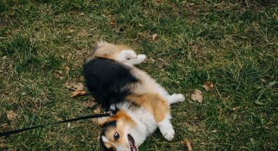 куче разходка