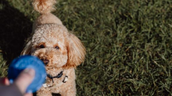 5 лесни начина да обогатите живота на кучето си