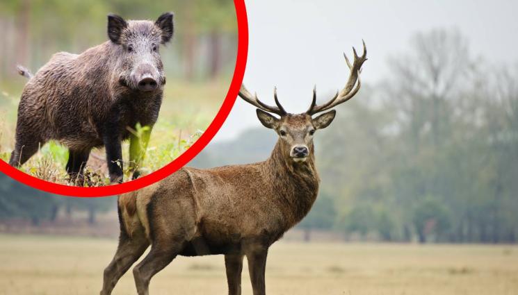 лов - СПОРЕД ПОЛЕДНИ ДАННИ: 38 444 благородни елена бродят в горите