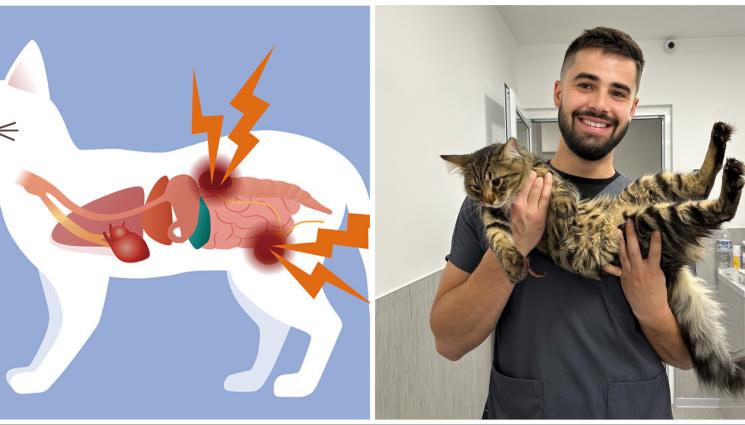 цистит животни - Цистит при котките, лекуваме с повече течности