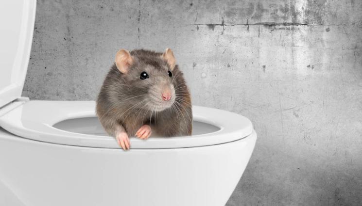 плъх - БОН АПЕТИ: Плъх издебна дядо в тоалетната, гризна го (СНИМКА+ВИДЕО)