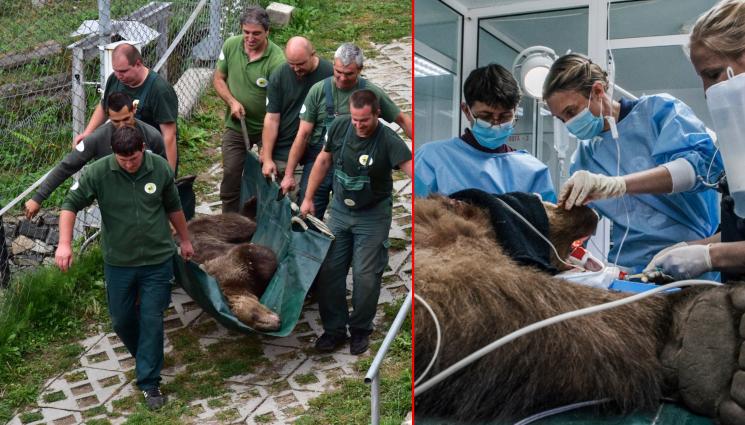 МЕЧКИ - ОТ ДАРИТЕЛИ: Купуват рентген за мечките в Белица