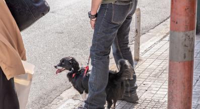 куче разходка