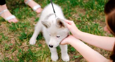 куче разходка