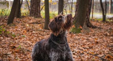 Чешки териер