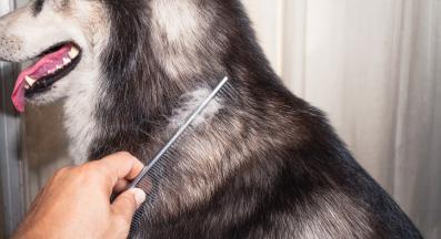 куче козина