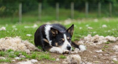 куче козина